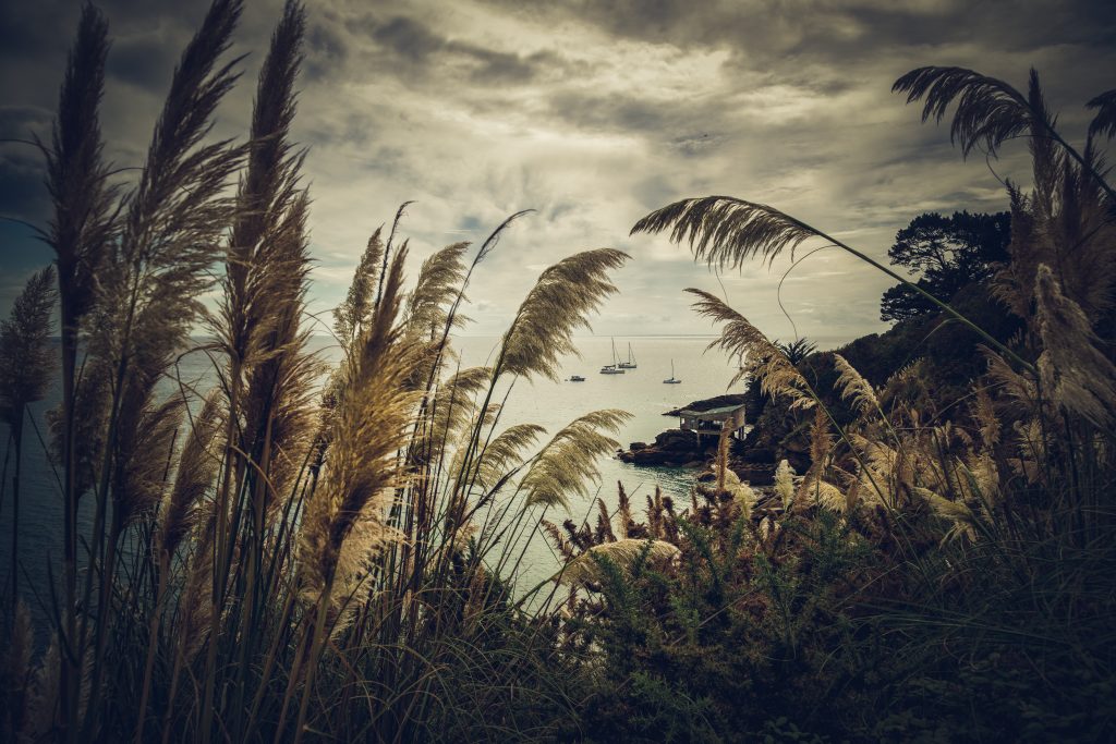 herbes de la pampa, ile de groix